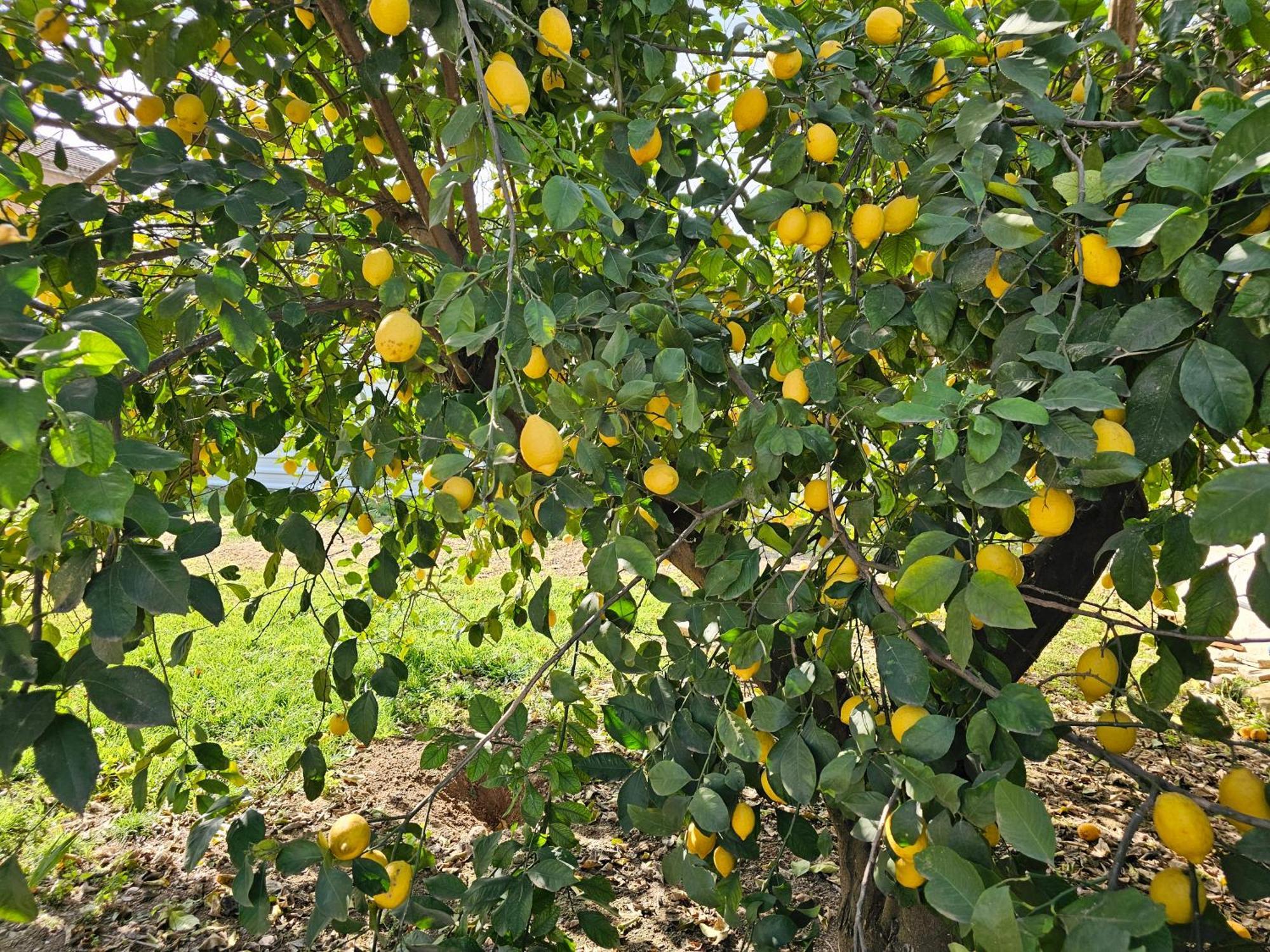 La Orquidea De Cordoba Villa Eksteriør billede